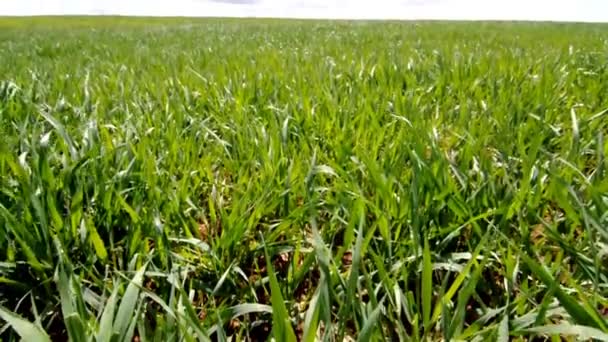 Video of a wheat field — Stock Video