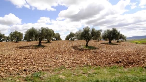 Оливковое поле — стоковое видео