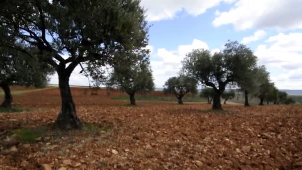 Video of an olive grove — Stock Video