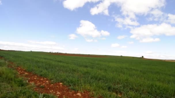 Видео с пшеничного поля — стоковое видео