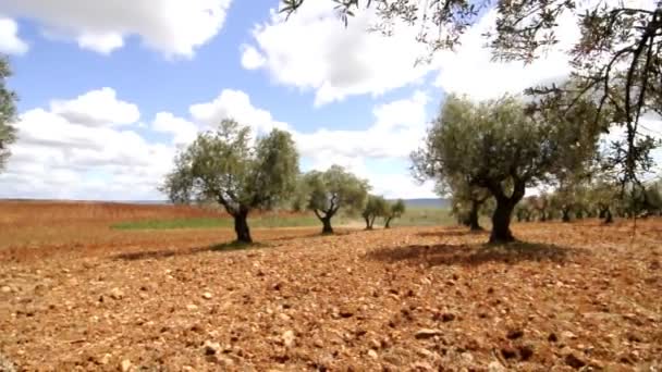 Видео оливковой рощи — стоковое видео