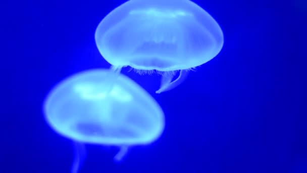 Video of a blue jellyfish — Stock Video