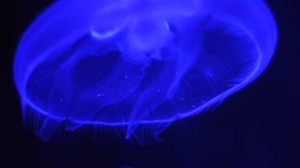 Video de una medusa azul — Vídeos de Stock