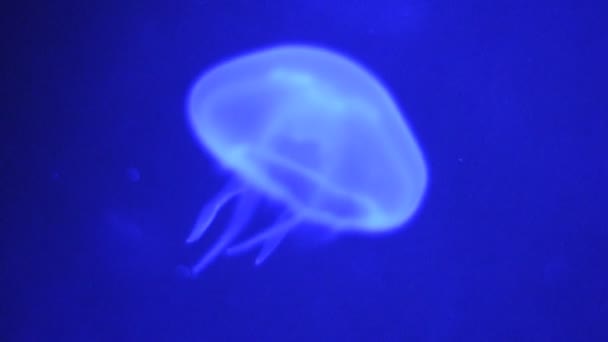 Video of a blue jellyfish — Stock Video