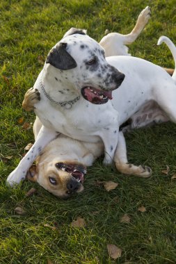 iki köpek park, labrador ve Dalmaçya, yürütme