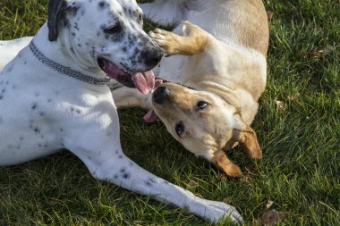 Köpekler bir parkın oynuyor. Labrador ve Dalmaçya