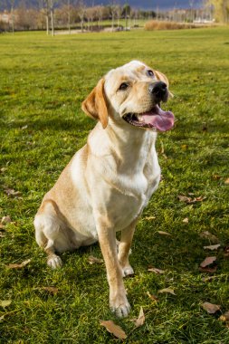 bir sonbahar parkta genç labrador geri almak