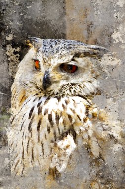 Büyük Boynuzlu Baykuş (bubo virginianus) yoğun bakışları, sanatsal bağlantı noktası