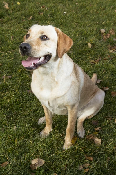 秋の草の上に座ってのラブラドル ・ レトリーバー犬 — ストック写真