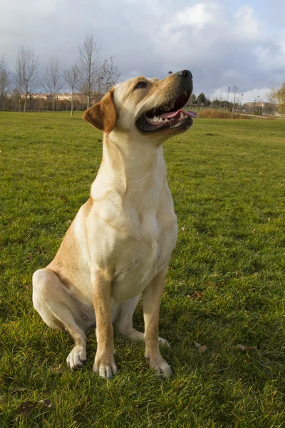 秋の草の上に座ってのラブラドル ・ レトリーバー犬 — ストック写真