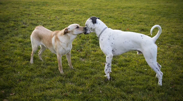 Labrador retriever en Dalmatische bonding — Stockfoto