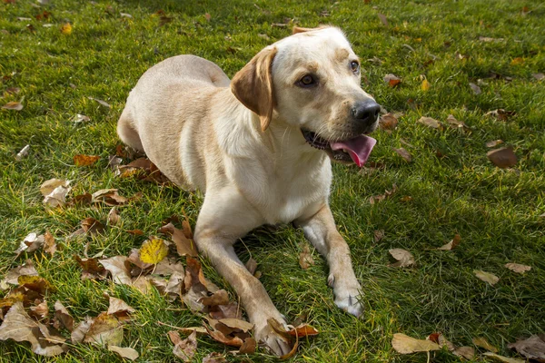 Jonge labrador retriever in een val park — Stockfoto