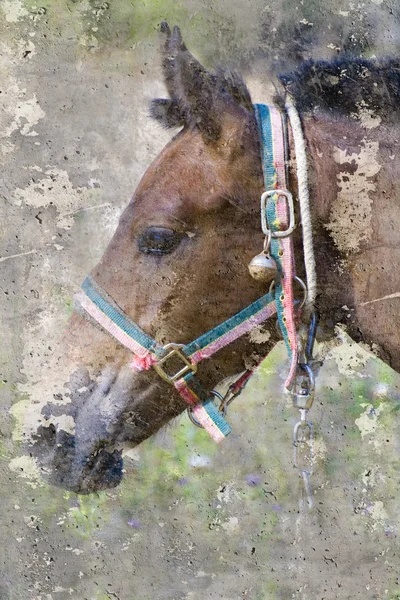 Artistieke portret met gestructureerde achtergrond, hoofd van het paard — Stockfoto