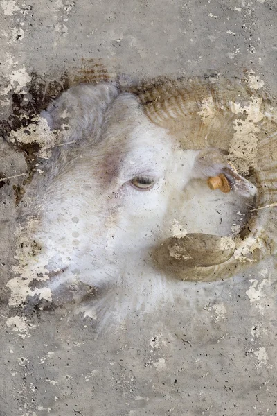 Artistic portrait with textured background, ram head with horns