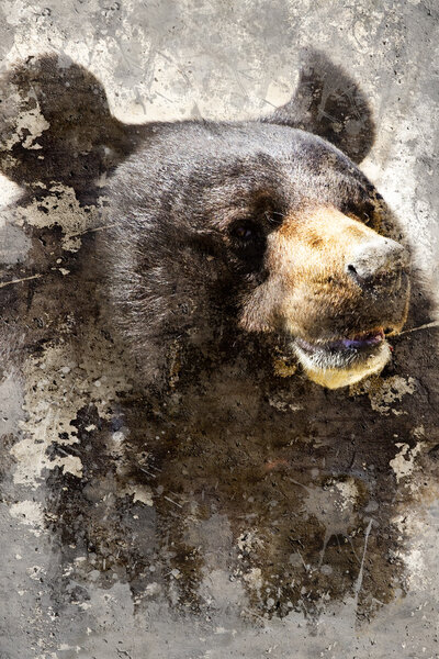 Художественный портрет с текстурированным фоном, голова черного медведя
