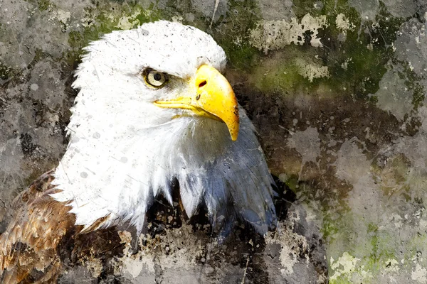 Imagen artística con fondo texturizado, cabeza de águila —  Fotos de Stock