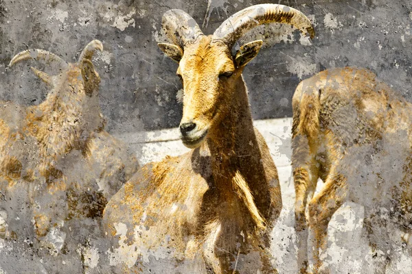 Steenbok. artistieke afbeelding met achtergrondpatronen — Stockfoto