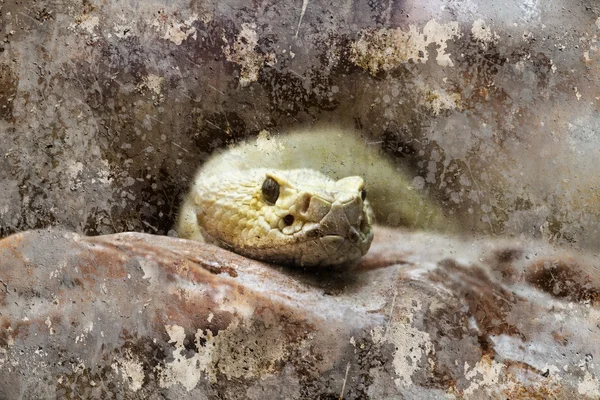 Snake head, artistic image with background textures — Stock Photo, Image