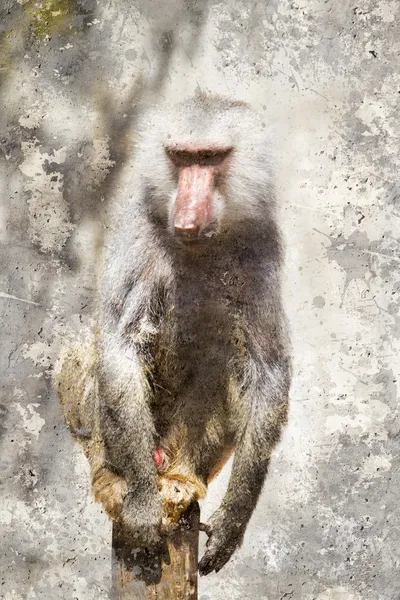 Artistic portrait with textured background, baboon — Stock Photo, Image