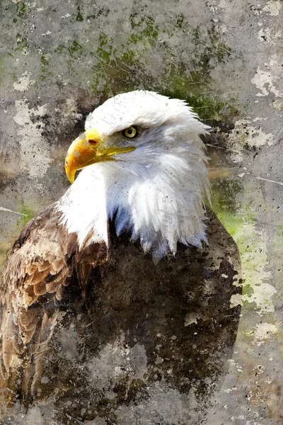 Художній портрет лисий орел (лат. Халіяєт лейкоцефалу — стокове фото
