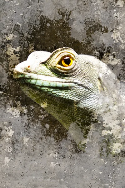 Iguana över texturerat bakgrund — Stockfoto