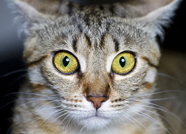 Kotě. společné plemeno kočky, s vyděšenýma očima — Stock fotografie