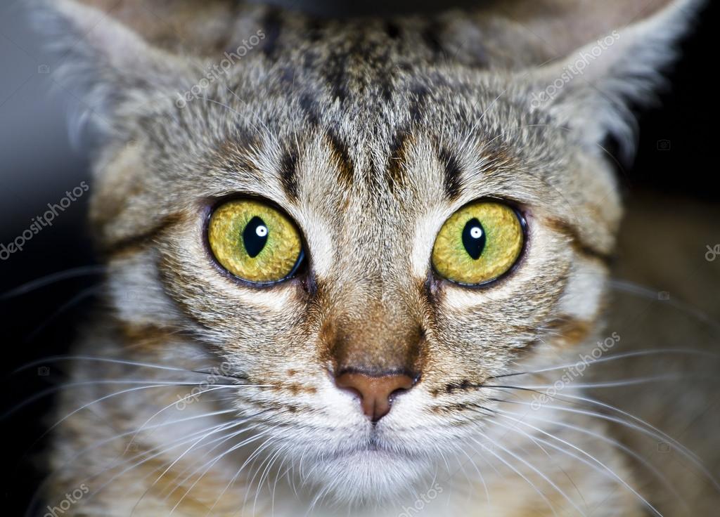 Gattino Gatto Di Razza Comune Con Occhi Spaventati Foto Stock