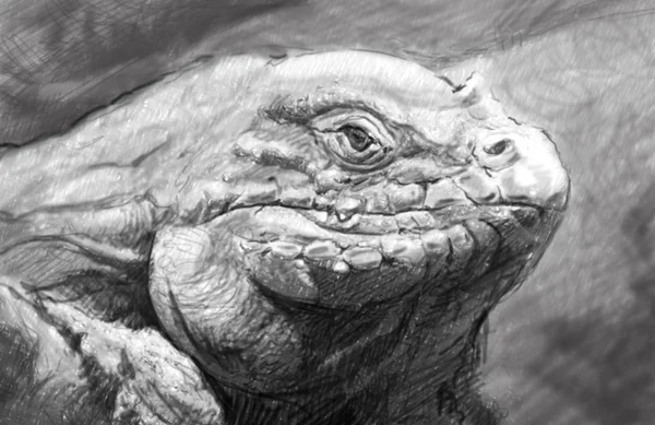 Arte Iguana, estilo tatuagem. Ilustração impressionante em lápis cinza — Fotografia de Stock
