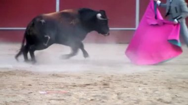 İspanya 'dan boğa güreşi filmi. Kara boğa