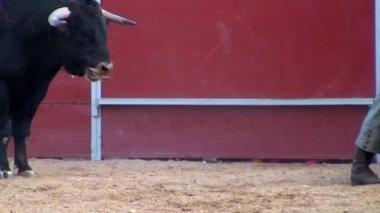 İspanya 'dan boğa güreşi filmi. Kara boğa
