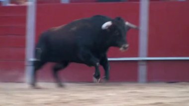 İspanya 'dan boğa güreşi filmi. Kara boğa