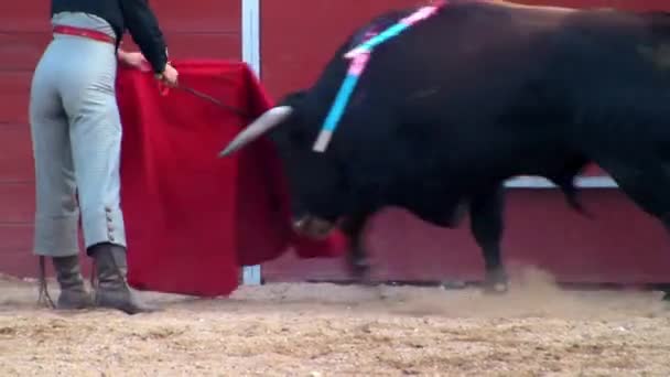 Vechten tegen stierenfoto uit Spanje. Zwarte stier — Stockvideo