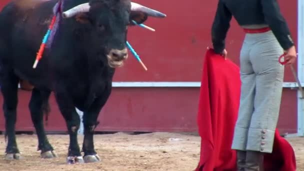 Vechten tegen stierenfoto uit Spanje. Zwarte stier — Stockvideo