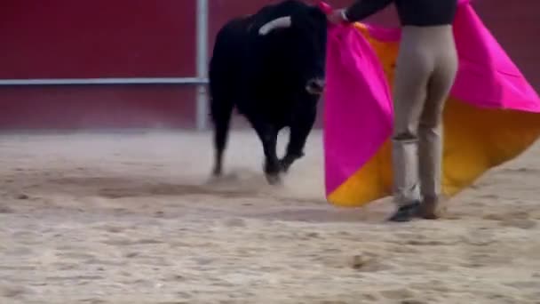 Vechten tegen stierenfoto uit Spanje. Zwarte stier — Stockvideo