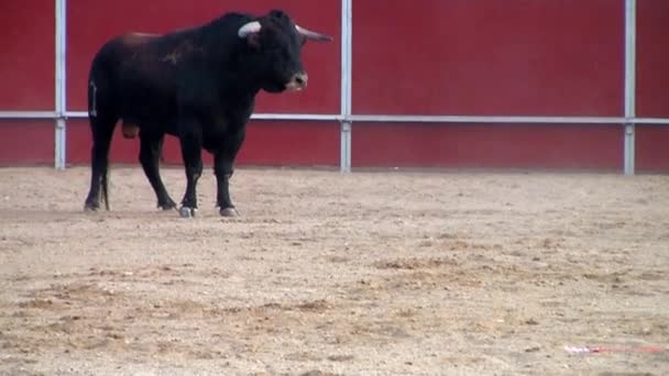 Fighting tjur bild från Spanien. Svarttjur — Stockvideo