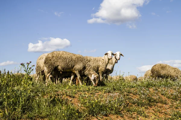 Fåren i vete fält och sommaren frihet — Stockfoto