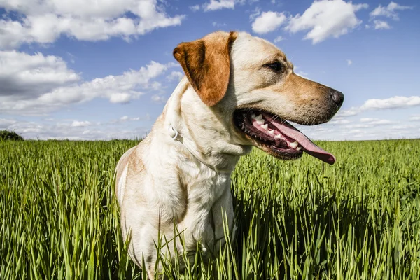 Labrador recuperador en campo de trigo, y libertad de verano —  Fotos de Stock