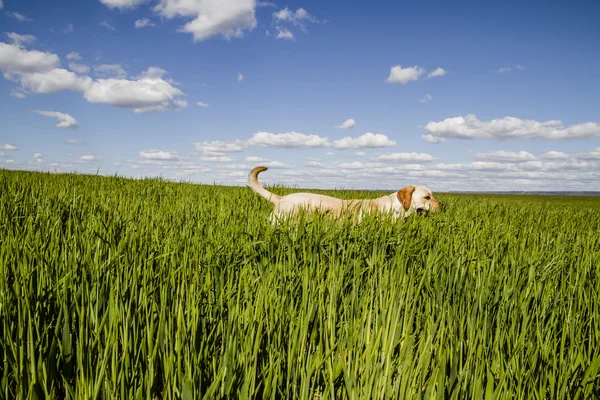 Labrador retriever no campo de trigo, e liberdade de verão — Fotografia de Stock