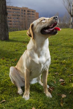 Labrador retriever köpek çim üzerinde oturan Güz