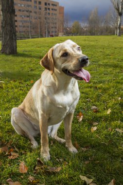 Labrador retriever köpek çim üzerinde oturan Güz