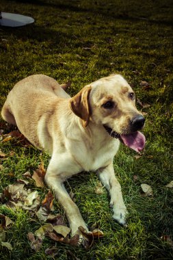 Labrador retriever köpek Güz