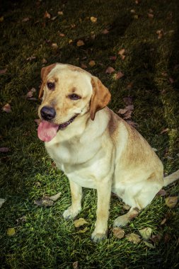 Labrador retriever köpek Güz