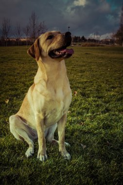 Labrador retriever köpek Güz