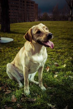 Labrador retriever köpek Güz