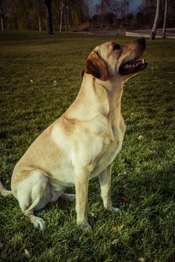 Labrador retriever köpek Güz