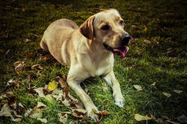 bir sonbahar parkta genç labrador geri almak