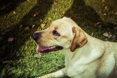 Labrador retriever köpek Güz