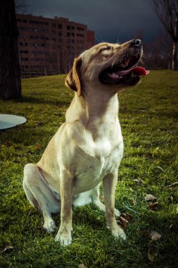 Labrador retriever köpek Güz