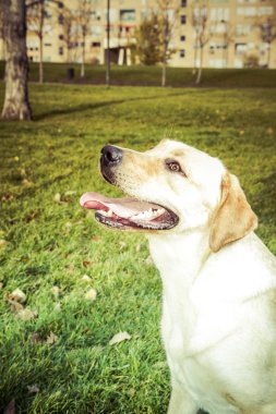 Labrador retriever köpek Güz