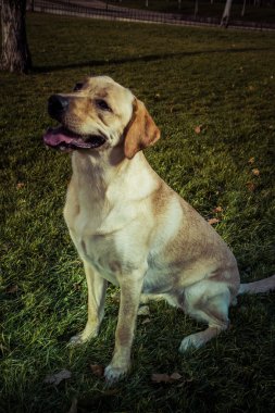 Labrador retriever köpek Güz